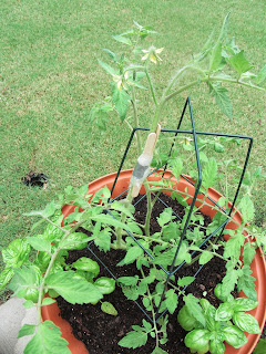 Gardening with Bobbins of Basil | bobbinsofbasil.blogspot.com Gardening with Bobbins of Basil | bobbinsofbasil.blogspot.com