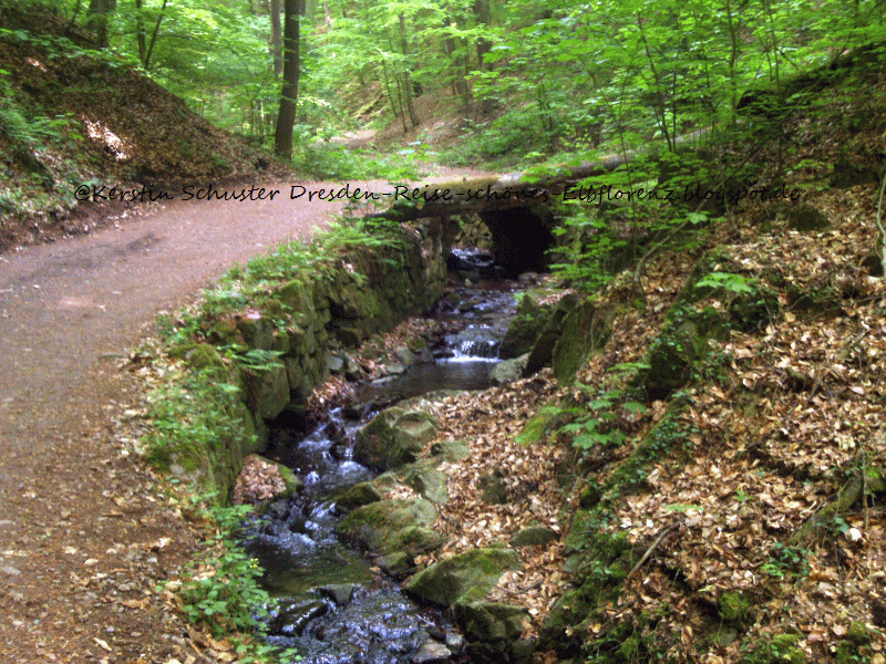 Friedrichsgrundbach in Dresden zwischen Pillnitz und Borsberg Wandern durch den Friedrichsgrund