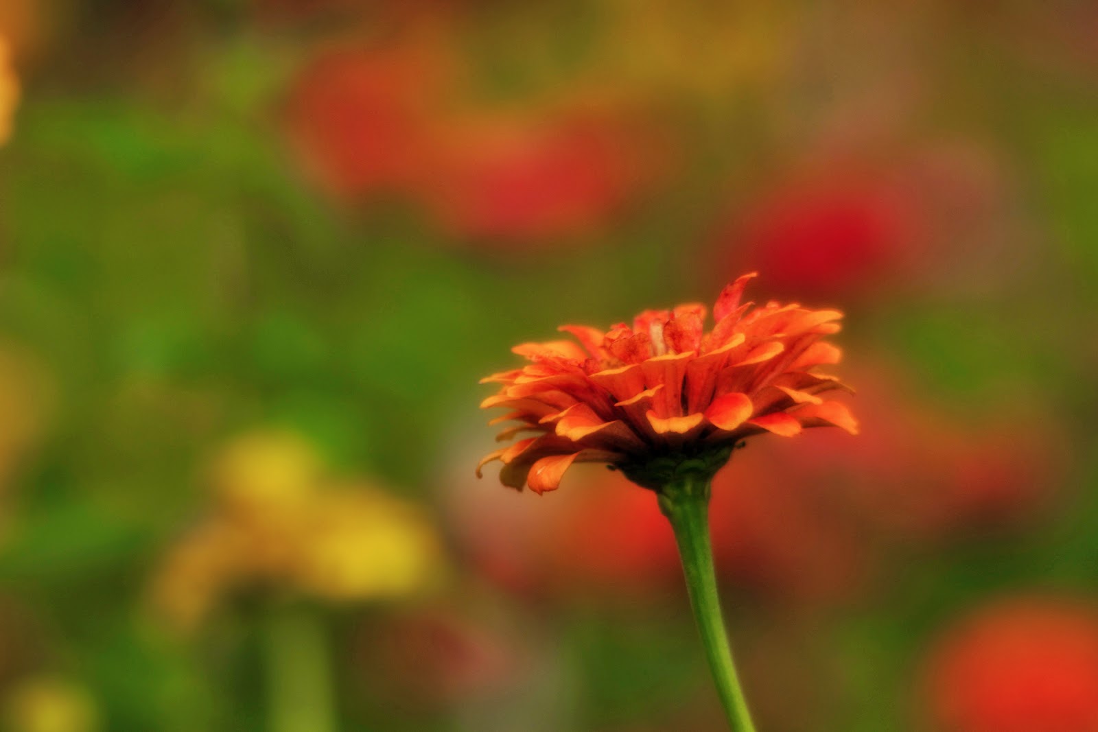 Josh Friedman Photography Pennsylvania S Late Summer Flowers