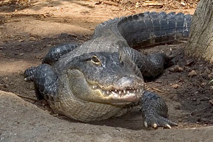 http://4.bp.blogspot.com/-NGT-1n3yvUU/UzlanaaKWzI/AAAAAAAAB8o/_XI2Iai6PSM/s1600/American+Alligator12.jpg
