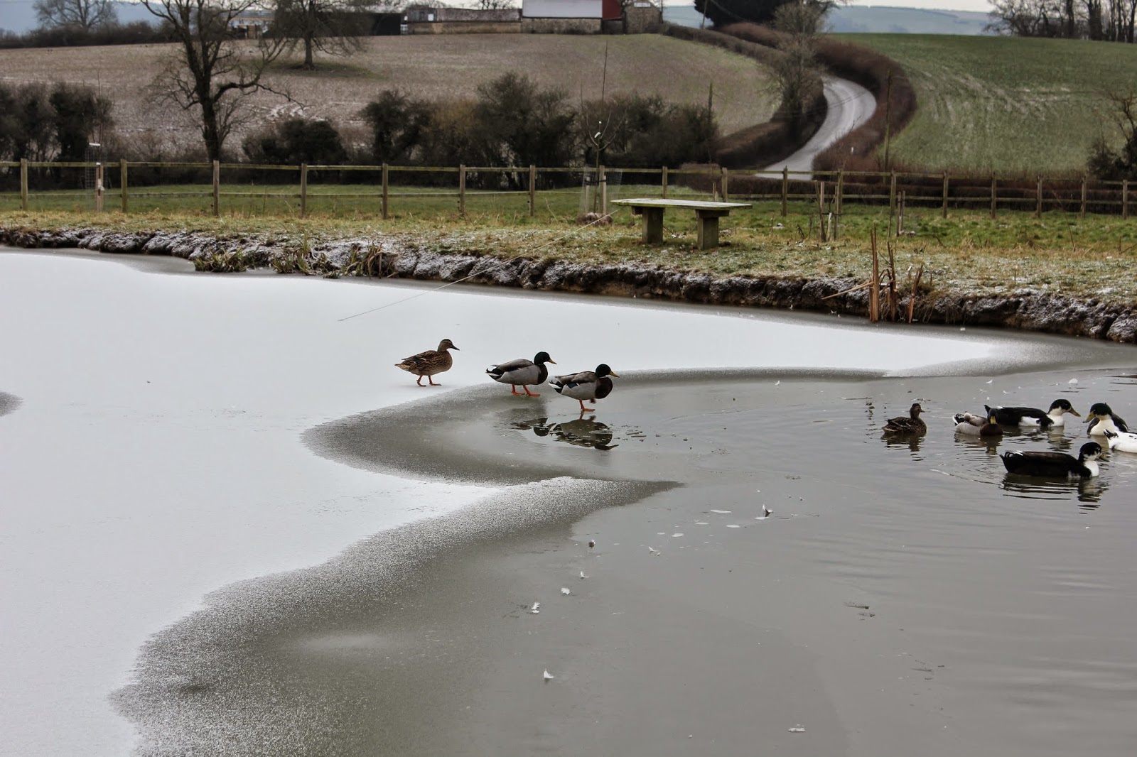 Flyte so Fancy Duck Housing for Waterfowl