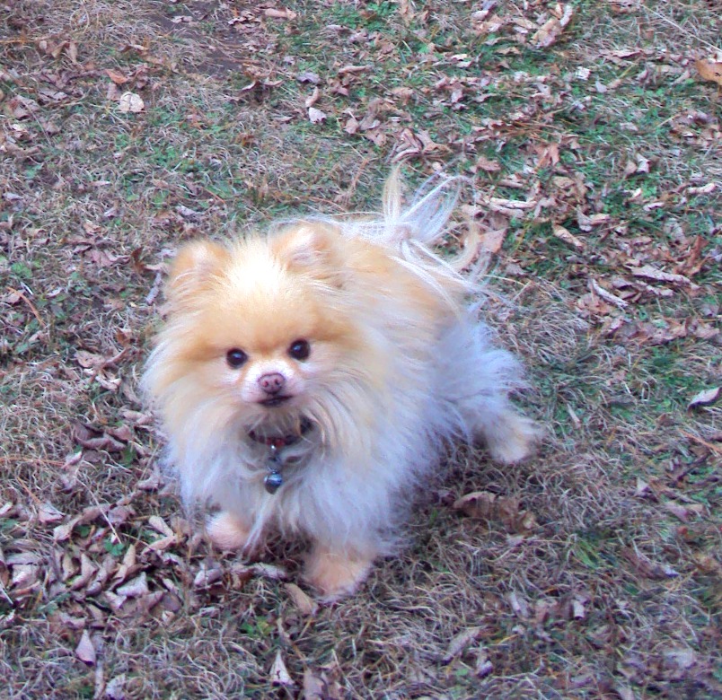 Ottawa Valley Dog Whisperer Don’t Give Your Dog Supplements That