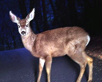 Look deer in attraction headlights Orlando Sentinel