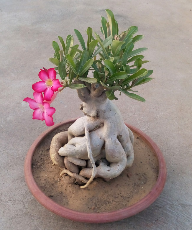 Bonsai trees for sale , Indoor bonsai trees Bonsai Adenium Plant