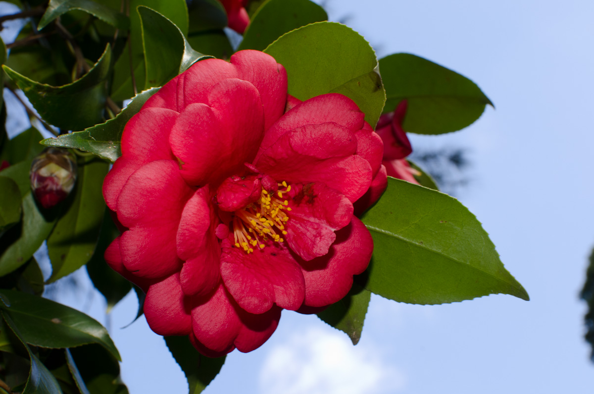 Hopelands Gardens Camellia