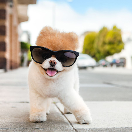 Boo The World S Cutest Dog Lab Au Vetaustralia Boo The Pomeranian Pup Has Been Taking Internet By Storm With His Miniature Teddy Bear Earance And Stylish Wardrobe Was Born March 16th 2006