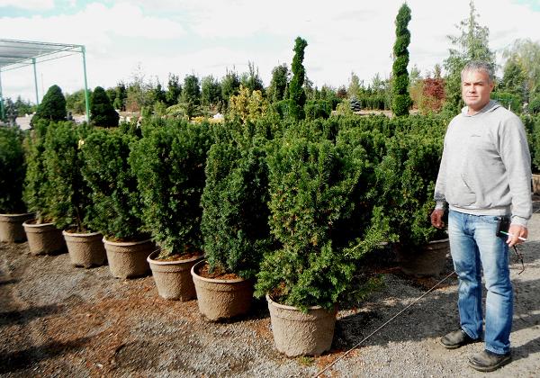 Boxwood Dirt Simple