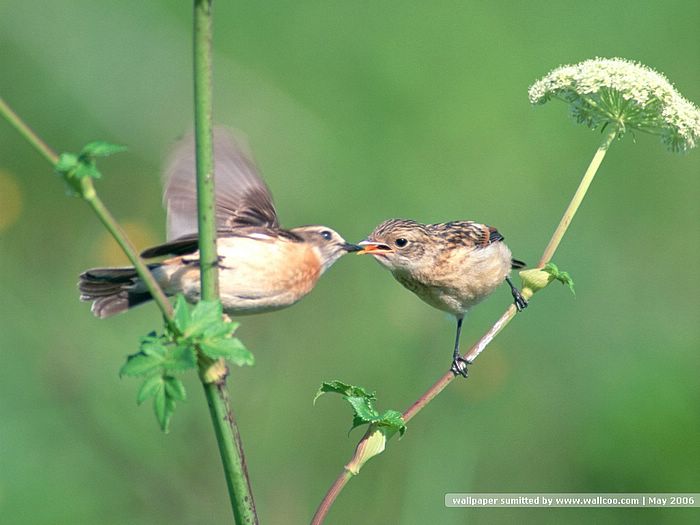 Birds 4 / Beautiful Bird's Clicks 4 WallPapers