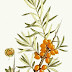 Seabuckthorn Leaves Increase PPAR-Alpha & PPAR-Gamma Expression, Keep the Liver Fat Free and Fatty Oxidation Up. Plus: PPARs - High or Low? How Are They Supposed to Be?