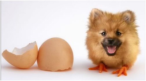 manipulasi telur dengan anak anjing manipulasi telur dengan anak anjing