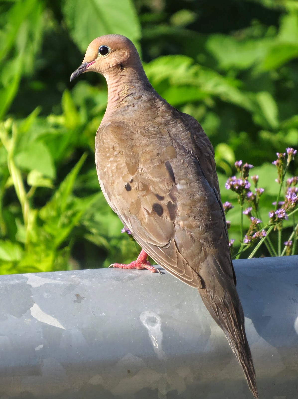 SE Texas Birding & Wildlife Watching Summer on the Katy Prairie