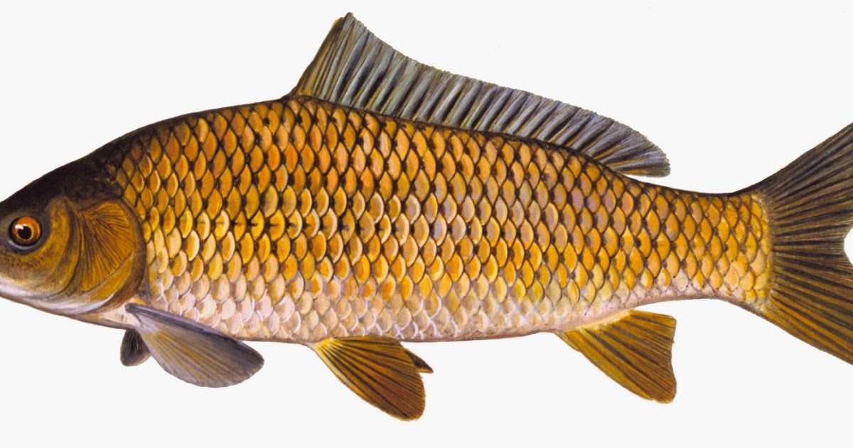 Take it Outside Fish Iowa! Iowa Fish Species Minnow Family