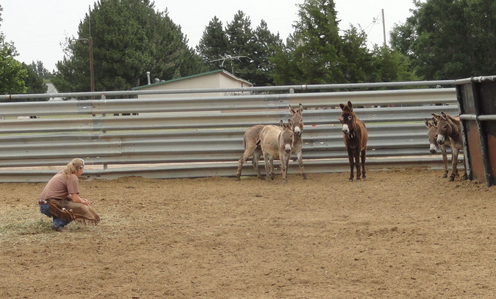 Mustang Dreams.... Adopt a Mustang from Hutchinson, KS Correctional