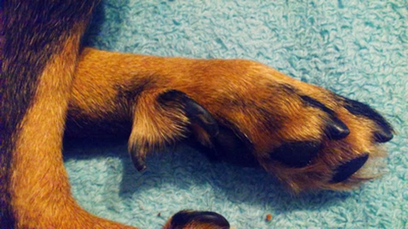 Stadtwölfe Afterkralle