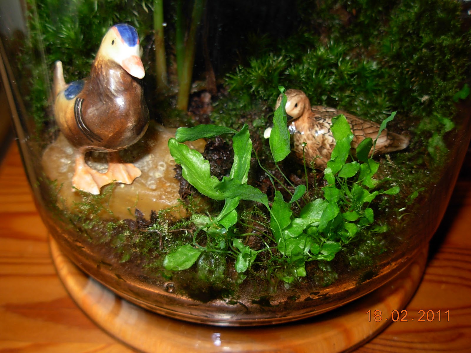 Calathea Sp