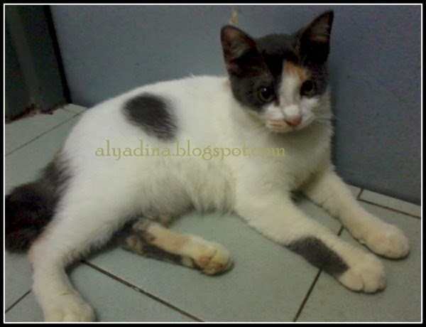 cute cat kucing comel