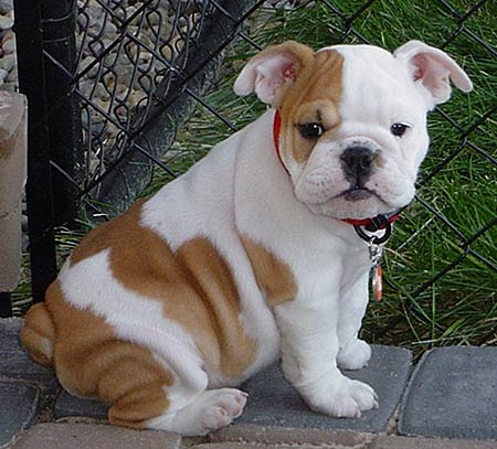cute english bulldog puppies for sale