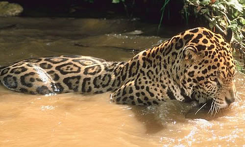 Jaguar | Animal Wildlife