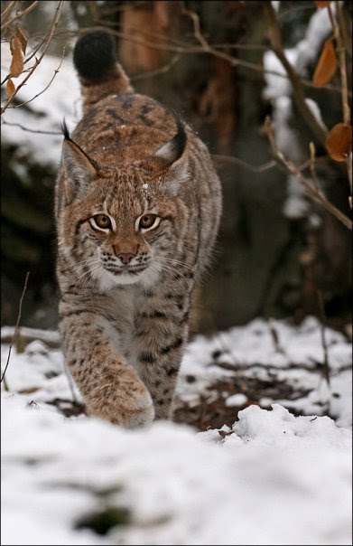 Cat With Short Legs And Short Tail Very Thick Fur Cat With Short Legs And Short Tail Very Thick Fur