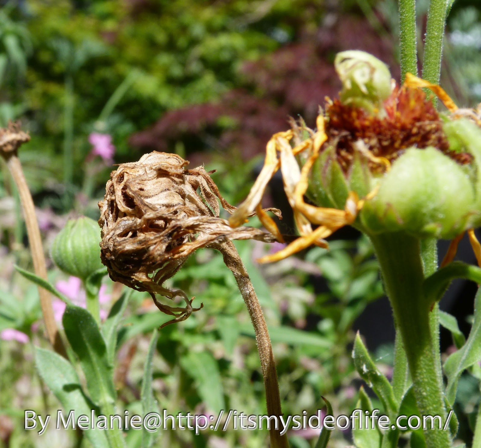 Deadheading Flowers To do or Not to do? It's My Side of Life