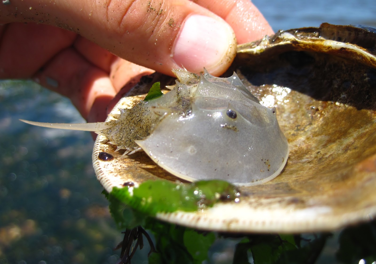 Nature on the Edge of New York City The Early Years of a Horseshoe