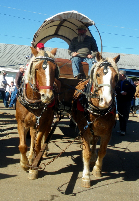 Pratie Place Dixie Draft Horse, Mule and Carriage Auction, Troutman NC