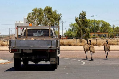 foto-Segerombolan-Burung-Emu-Bikin-Macet-Jalanan-di-Australia Segerombolan Burung Emu Bikin Macet Jalanan di Australia