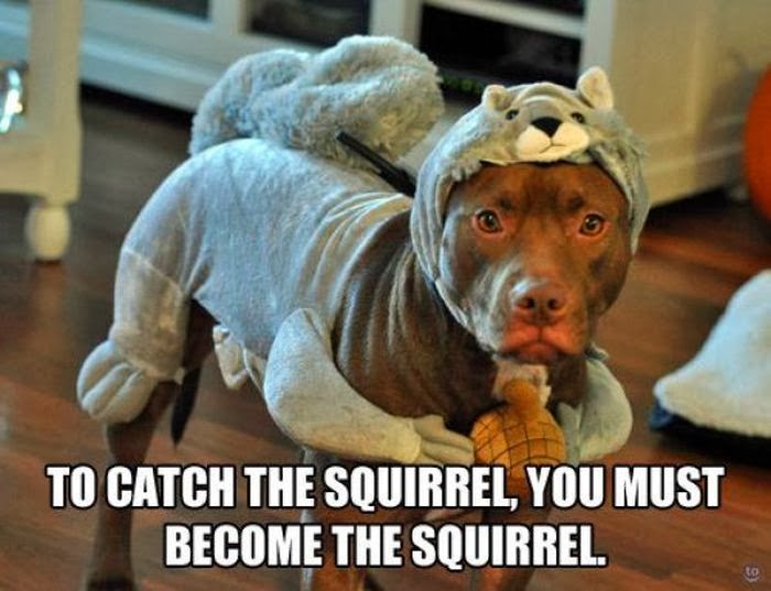 you+must+become+the+squirrel.jpg