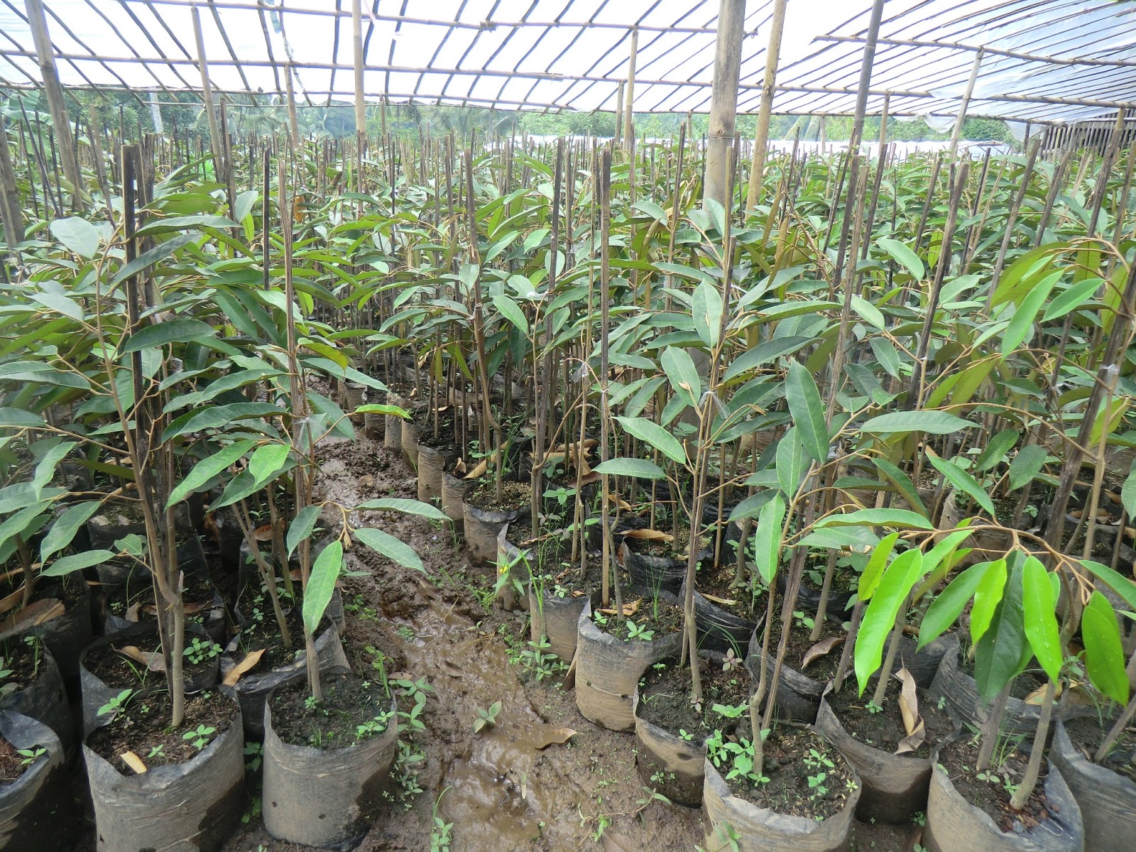 Bibit Tanaman Buah Majalengka.: Bibit Durian Monthong