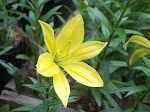 A New Pollen Free Dwarf Asiatic Lily?