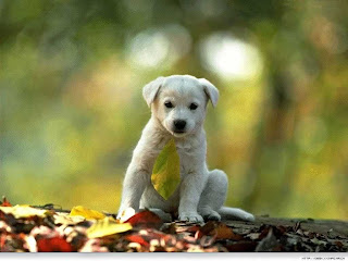 Cute white dog picture