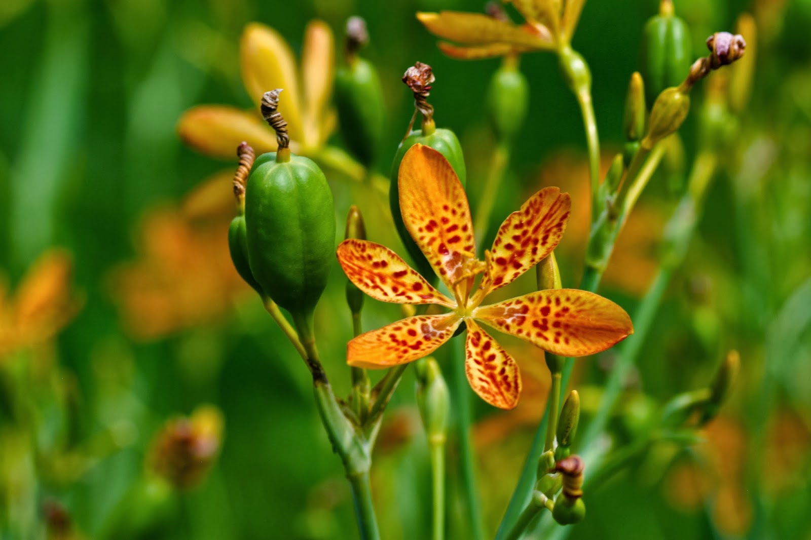 PlantWerkz Leopard Flower Belamcanda Chinensis