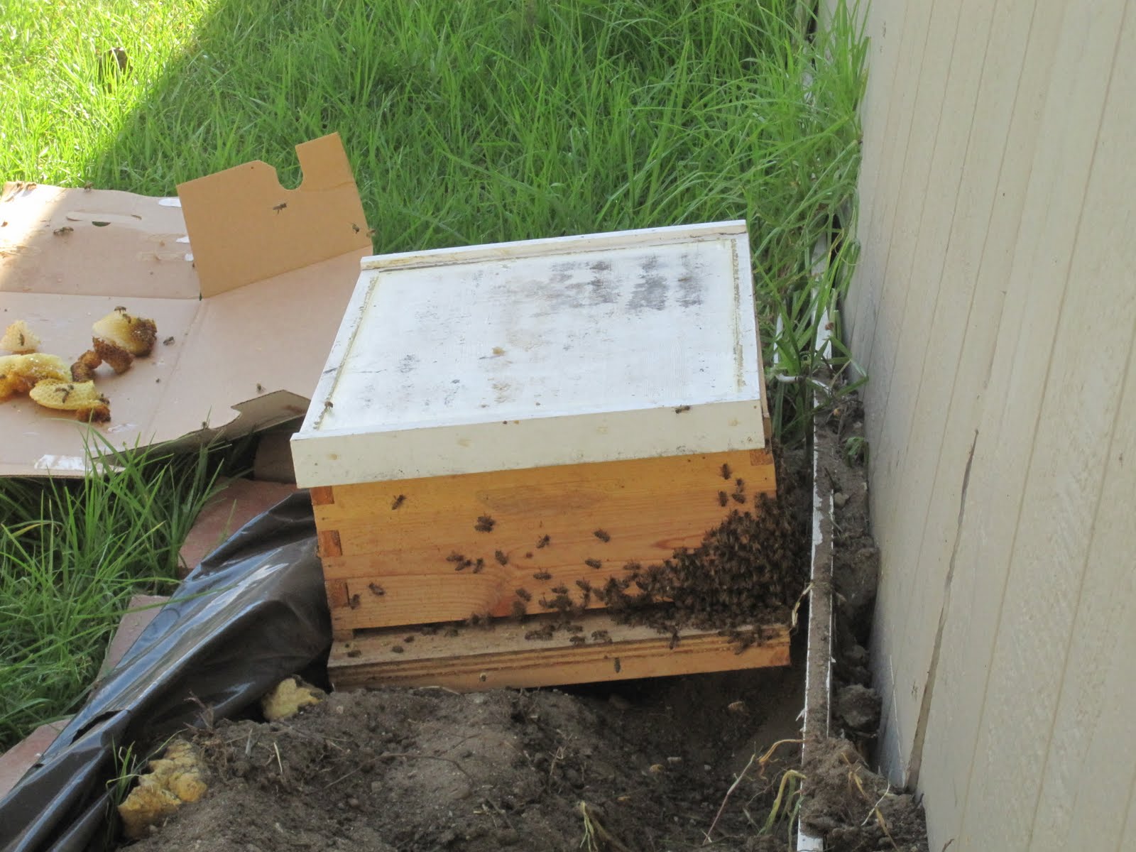 bee rescue ventura Bees under floor in gym shed