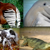 Ten strange creatures you probably didn’t know exist
