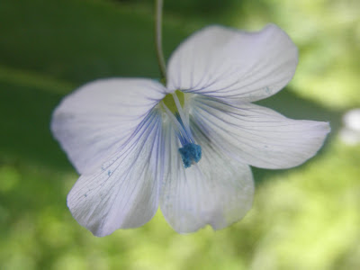 flor del lino