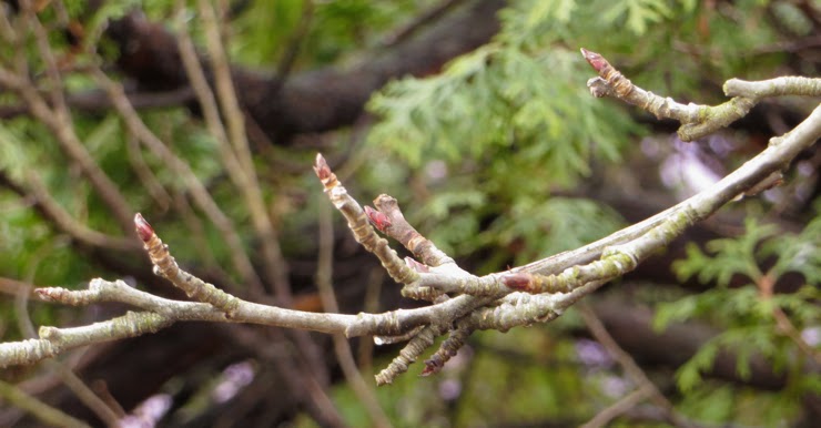apple buds