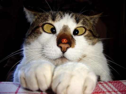 Cross Eyed Spongebob