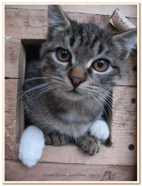 Кот Фиксик Фиксик