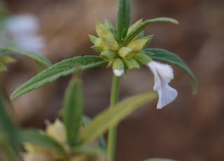Bunga leng-lengan (Leucas lavandulifolia) Bunga leng-lengan (Leucas lavandulifolia)
