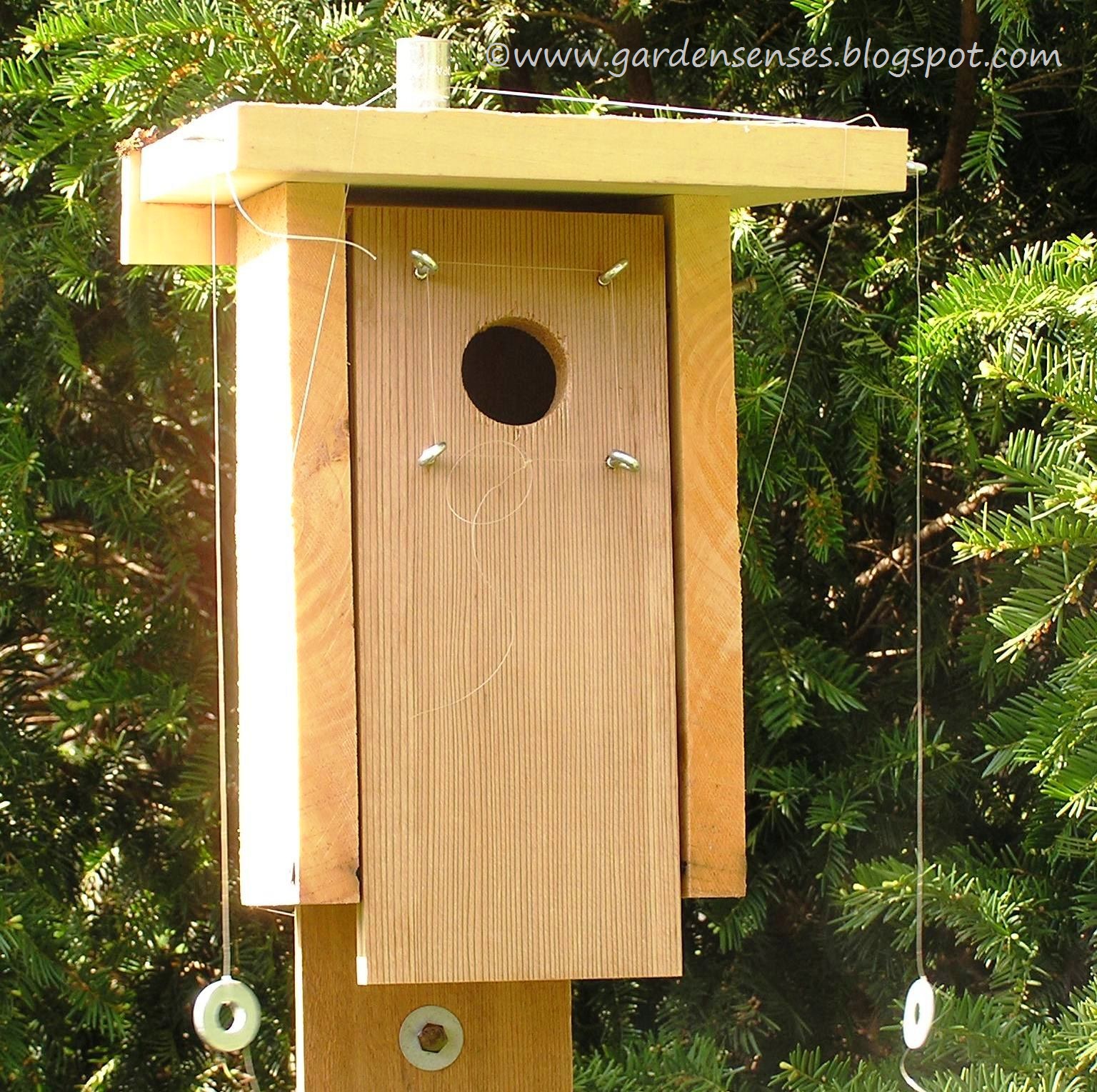 Garden Sense Looking for Mr. Bluebird