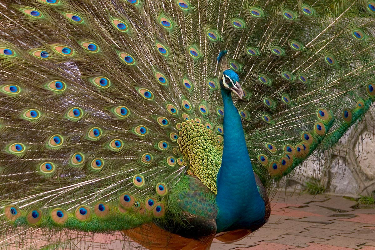 photos of peacock