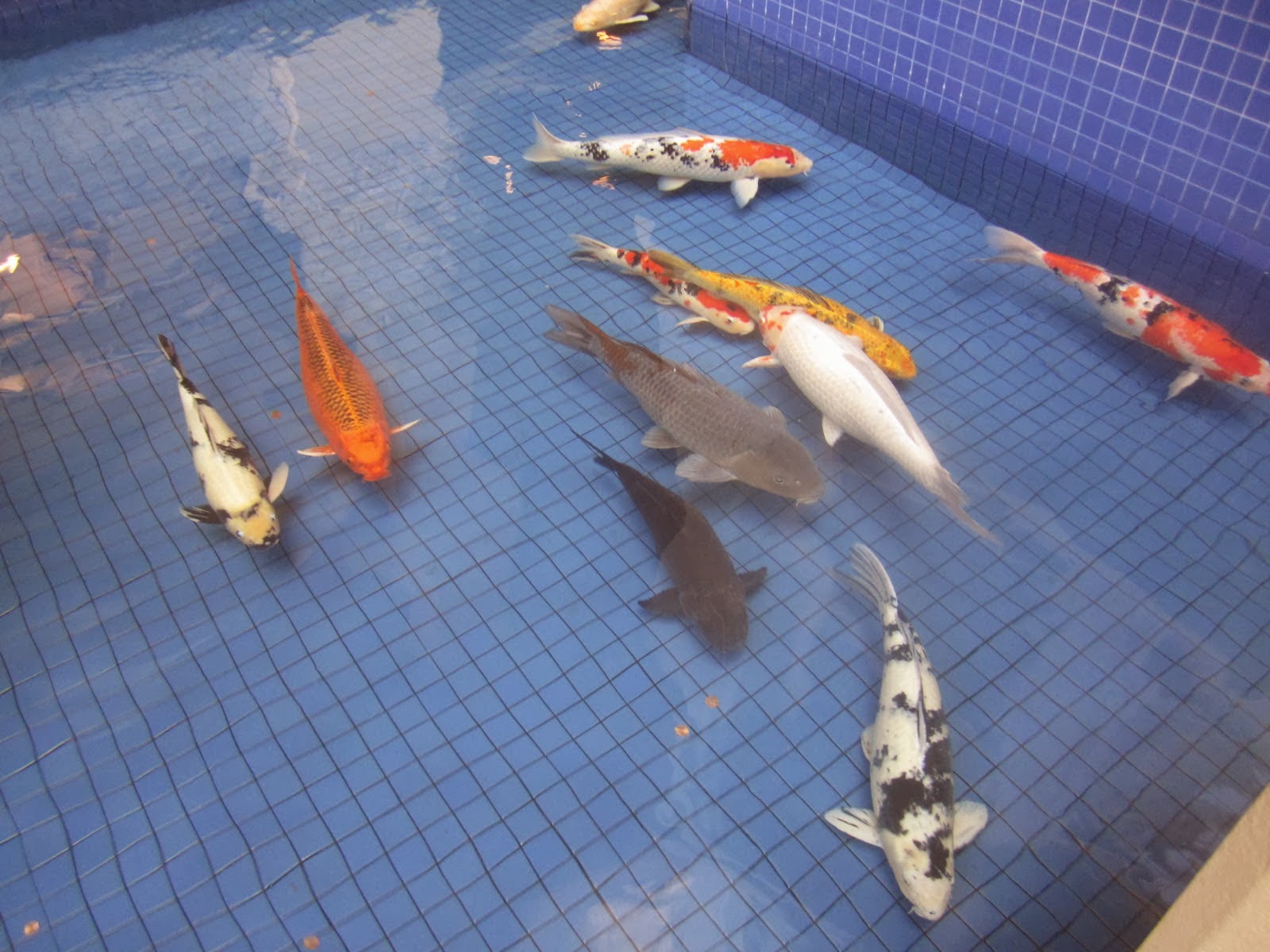 fish share: GAMBAR IKAN HIAS KOI 9