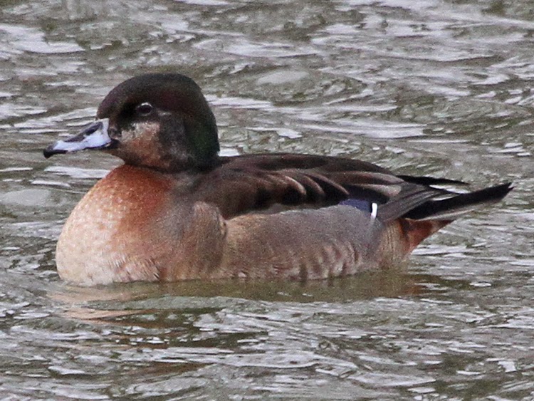 Bird Hybrids Wood Duck x Northern Pintail