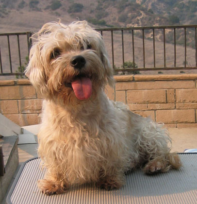 Dandie Dinmont Terrier The Hunting Dog and Recommend Food ...