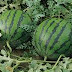 Tips Pemupukan Semangka Melon Apel