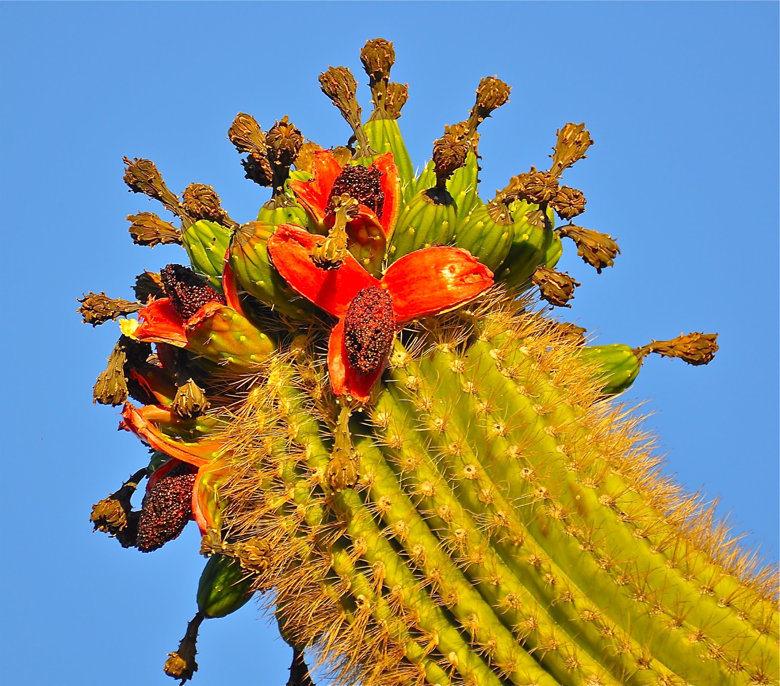 Desertworld Cactus Nutrition - Nutrition pour cactus et plantes