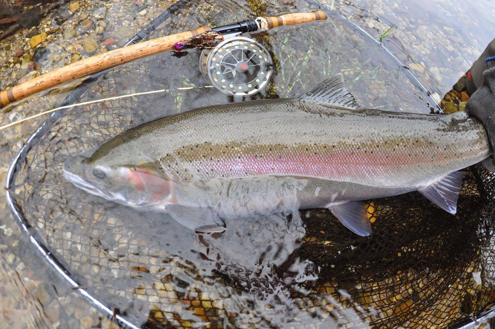 Fresh Steelhead AND WARMING TREND coming in...Atlantic salmon run was