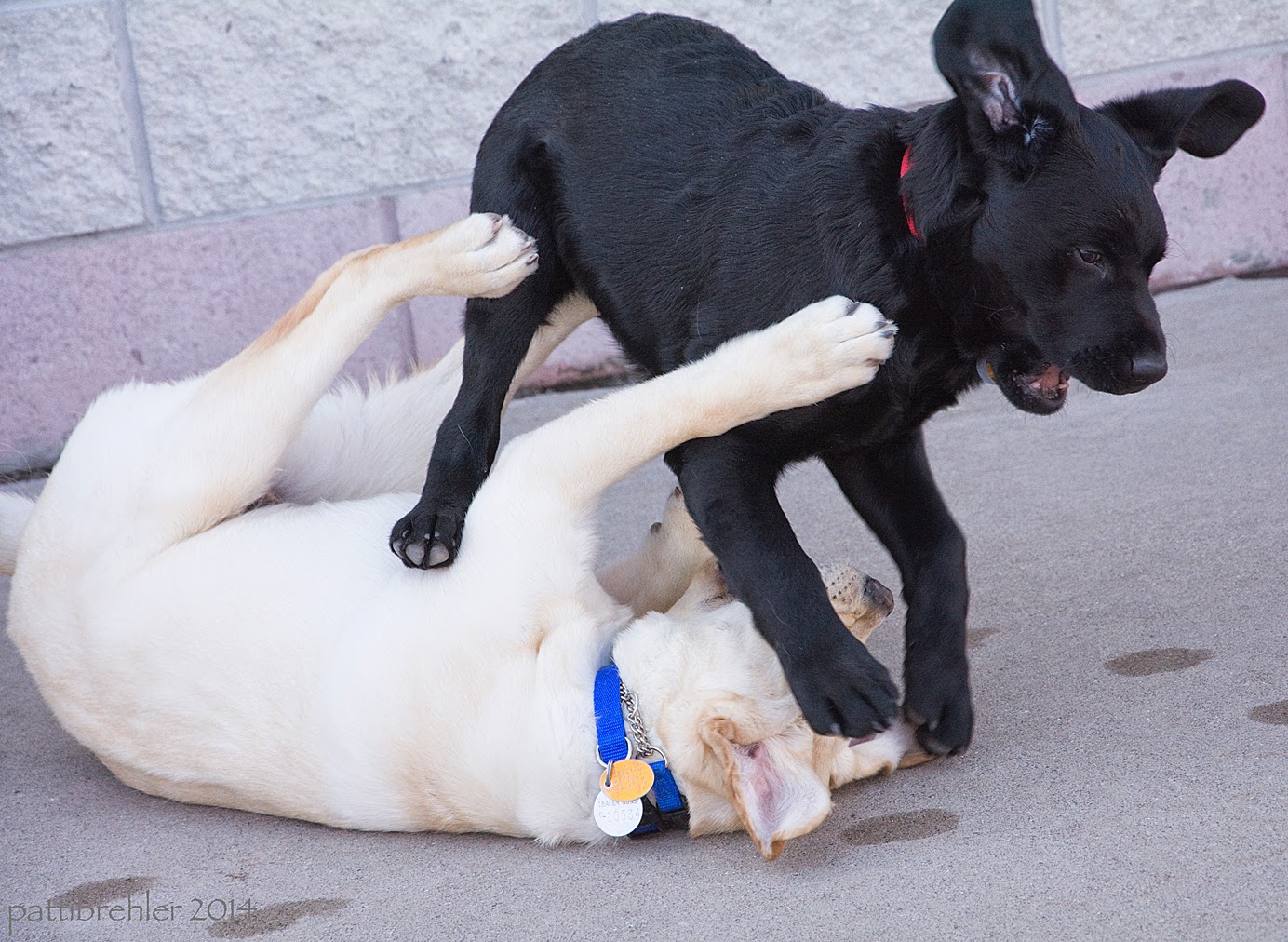 A yellow lab puppy is on its back on the cement with its legs in the air. A black lab puppy is jumping over the yellow lab, his right front paw is smashing the yellow lab's face. The black lab's ears are flying!