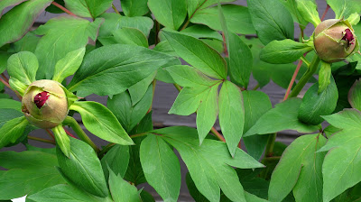 tree peony