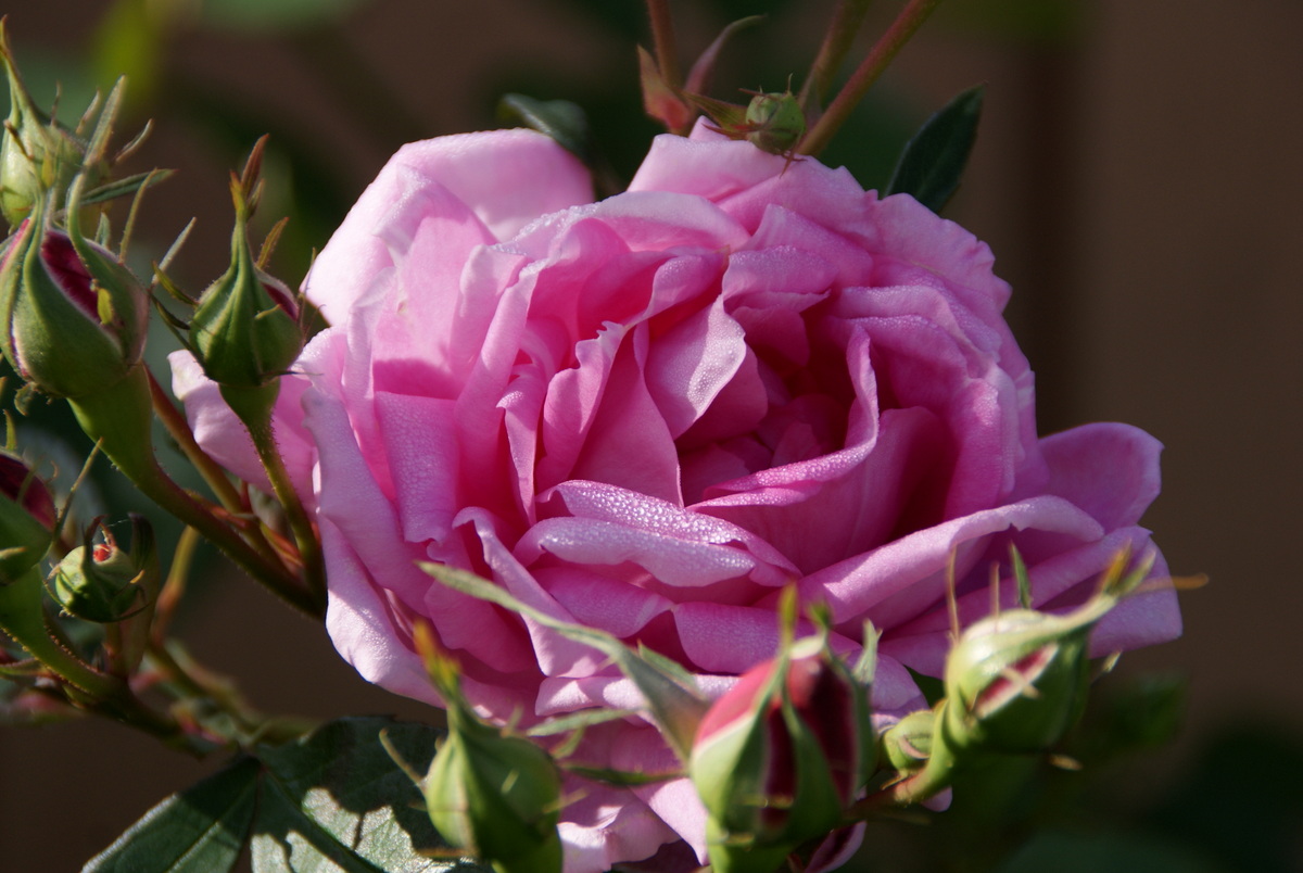 Organic Garden Dreams March Roses